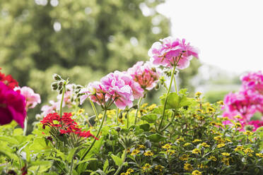 Pelargonien, Eisenkraut und die im Sommer blühende mexikanische Zinnie (Sanvitalia procumbens) - GWF06434