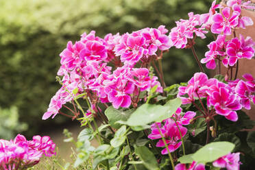 Rosa Pelargonien blühen im Sommer - GWF06435