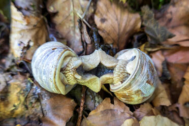 Deutschland, Zwei Weinbergschnecken (Cernuella virgata) bei der Paarung auf abgefallenen Blättern - NDF01021