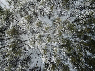 Russia, Leningrad Region, Tikhvin, Aerial view of forest in Winter - KNTF04369