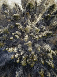 Russland, Leningrader Gebiet, Tichwin, Luftaufnahme eines Waldes im Winter - KNTF04370