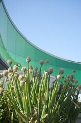 Leek growing on roof of ARoS Aarhus Kunstmuseum, Aarhus, Denmark - GISF00519