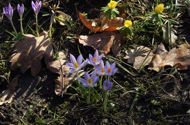 Deutschland, Sachsen, Purpurne Krokusse (Crocus sativus) - JTF01467