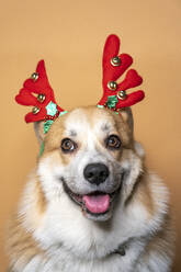 Russia, Studio portrait of corgi wearing reindeer antlers - VPIF02001