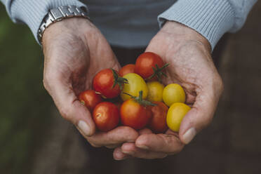 Mann hält eine Handvoll Tomaten - JOHF07999