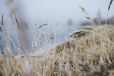 Frost auf Gras - JOHF08106