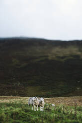 Sheep on meadow - JOHF08108