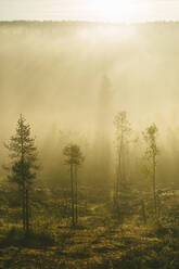 Trees in fog - JOHF08109