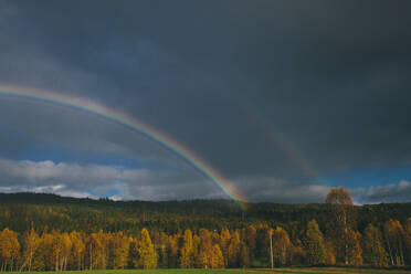 Regenbogen über dem Wald - JOHF08127