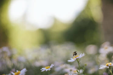 Insekten auf der Blüte - JOHF08128