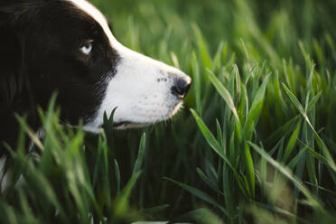 Dog sniffing grass - JOHF08133