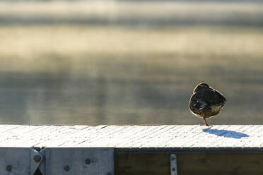 Ente auf Steg - JOHF08139