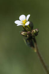 Weiße Blume, Nahaufnahme - JOHF08158
