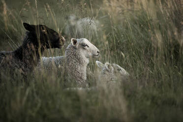 Three sheep lying in meadow - JOHF08238