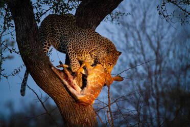 Ein Leopard, Panthera pardus, steht nachts in einem Baum, mit einem erlegten Nyala im Maul, Tragelaphus angasii, beleuchtet vom Scheinwerferlicht - MINF13625