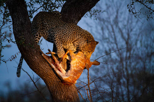 Ein Leopard, Panthera pardus, steht nachts in einem Baum, mit einem erlegten Nyala im Maul, Tragelaphus angasii, beleuchtet vom Scheinwerferlicht - MINF13625