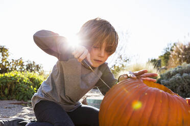 A six year old boy carving a pumpkin at Halloween. - MINF13684