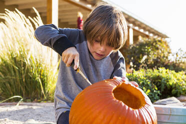 A six year old boy carving a pumpkin at Halloween. - MINF13686