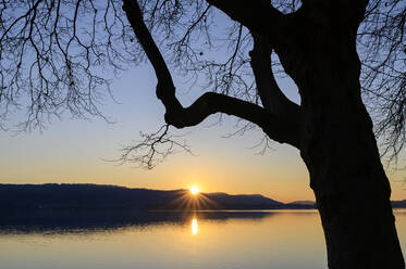 Deutschland, Baden-Württemberg, Silhouette eines Baumes am Bodensee bei Sonnenuntergang - ELF02134