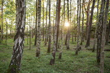 Birch forest - JOHF08248