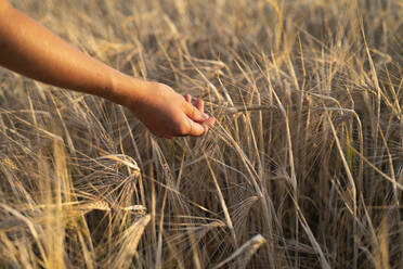 Hand touching rye on field - JOHF08275