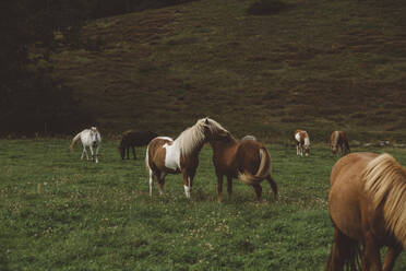 Horses grazing in meadow - JOHF08421