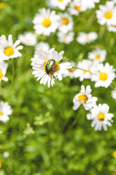 Grüner Käfer auf Wildblume - JOHF08529