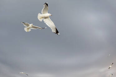 Möwen im Flug - JOHF08569