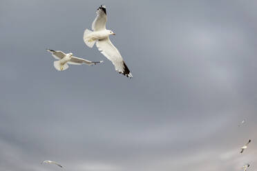 Seagulls in flight - JOHF08569