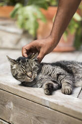 Hand stroking cat - JOHF08585