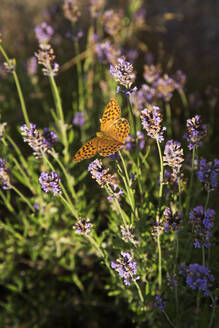 Schmetterling auf Lavendelblüten - JOHF08589