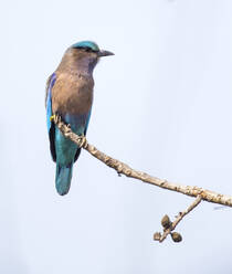 Bird perching on branch - JOHF08600