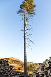 Baum in der Nähe von Holzstapeln - JOHF08605