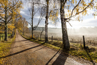 Herbstbäume am Feldweg - JOHF08613