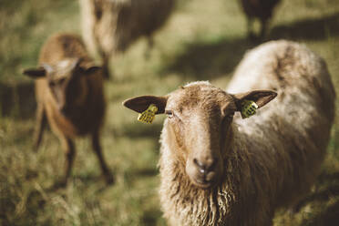 Sheep - JOHF08667