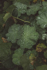 Water drops on leaves - JOHF08668