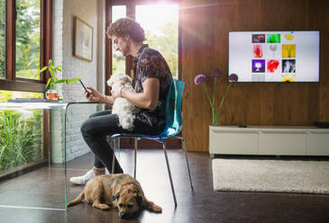 Young man with dogs using smart phone in home office - HOXF05026