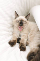 Yawning cat - JOHF08771