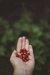 Hand with wild strawberries - JOHF08785