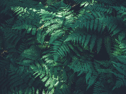 Green fern - JOHF08818