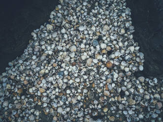 Muscheln auf Sand - JOHF08823