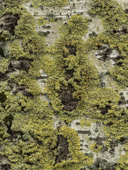 Lichen on tree trunk - JOHF08833