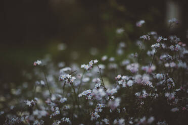 Weiße Wildblumen - JOHF08842