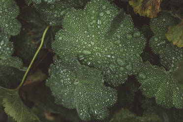 Dew on leaves - JOHF08845