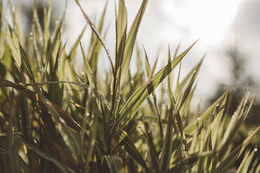 Backlit grass - JOHF08846