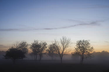 Nebel über der Wiese in der Morgendämmerung - JOHF08867