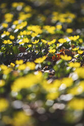 Germany, Saxony-Anhalt, Winter aconites (Eranthis hyemalis) and buttercups in Spring - ASCF01089