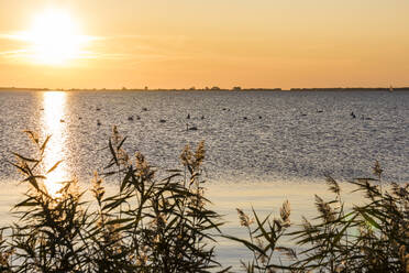 Deutschland, Mecklenburg-Vorpommern, Ostsee, Insel Rügen, Schaprode, Schaproder Bodden, Schwäne auf dem Meer bei Sonnenuntergang - WDF05794