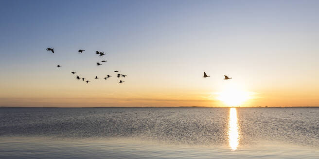 Deutschland, Mecklenburg-Vorpommern, Ostsee, Insel Rügen, Schaprode, Schaproder Bodden, Kraniche (Grus grus) fliegen bei Sonnenuntergang über dem Meer - WDF05795