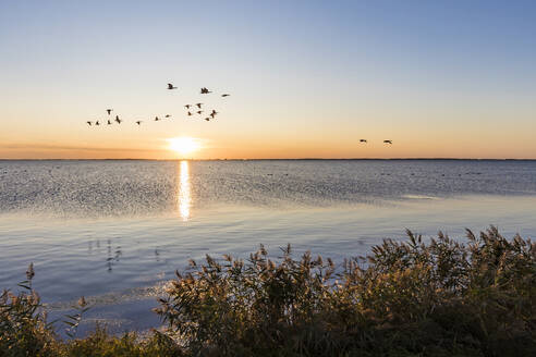 Deutschland, Mecklenburg-Vorpommern, Ostsee, Insel Rügen, Schaprode, Schaproder Bodden, Kraniche (Grus grus) fliegen bei Sonnenuntergang über dem Meer - WDF05796